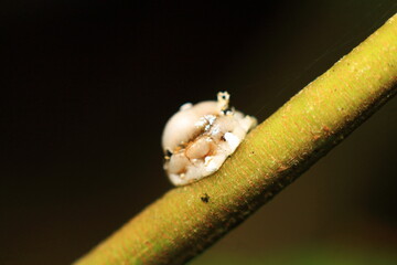 close up of a bug on a leaf