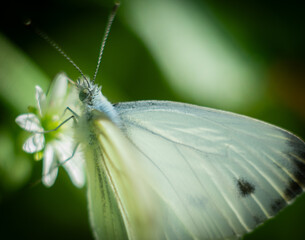 butterfly on a flower
