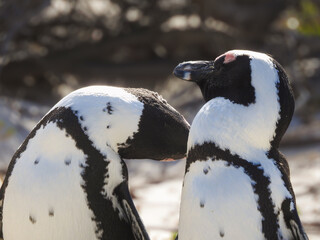 Blissful African Penguins