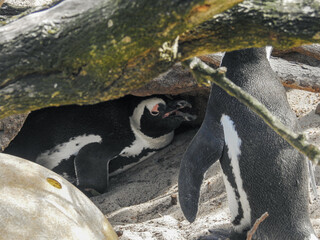 African Penguin Guarding its Burrow