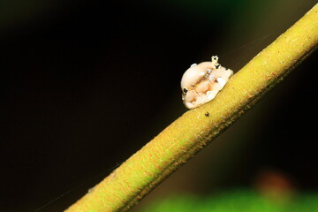 close up of a bug on a leaf