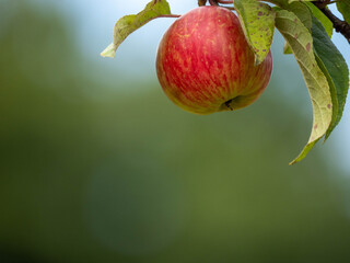 ripe apples on a tree branch, symbolizing autumn harvest and healthy living