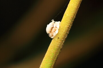 close up of a bug on a leaf