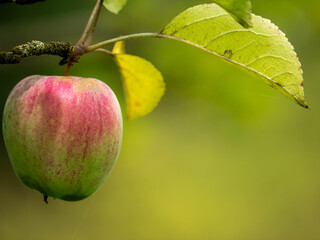 ripe apples on a tree branch, symbolizing autumn harvest and healthy living