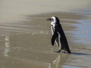 African Penguin at Boulders Beach