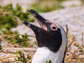 Extreme Close-up of African Penguin