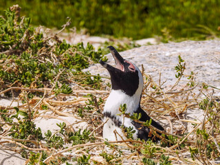African Penguin Keeping Cool
