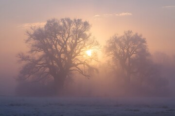 Fototapeta premium Magic winter sun, sunburst in foggy tree landscape.