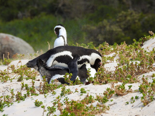African Penguins Mating