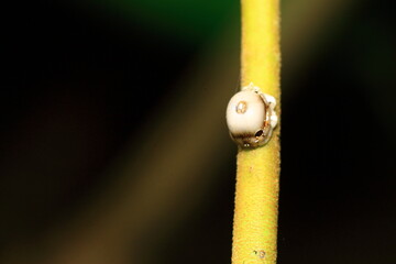 close up of a bug on a leaf