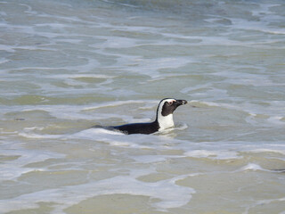 African Penguin Swimming