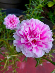 Obraz premium A vibrant pink and white Moss Rose Portulaca grandiflora in full bloom