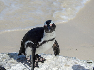 African Penguin Looking at Camera