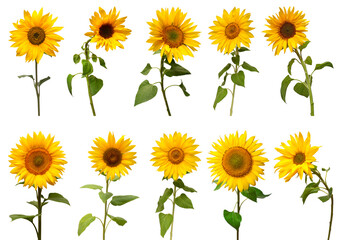 Sunflowers collection isolated on white background. Sun symbol. Flowers yellow, agriculture. Seeds and oil. Flat lay, top view