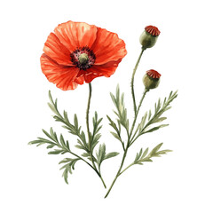 Obraz premium watercolor vector of Papaver Flower, isolated on a white background.