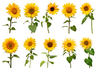 Sunflowers collection isolated on white background. Sun symbol. Flowers yellow, agriculture. Seeds and oil. Flat lay, top view