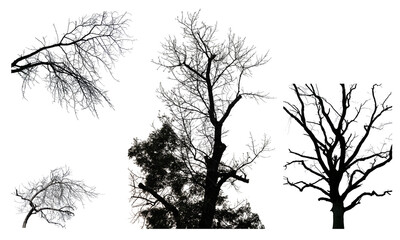Dark branches and trees, gothic style, horror style, PNG
