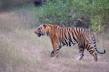 bengal tiger walking