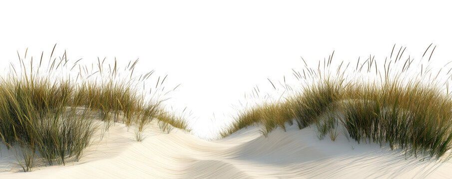 Green dune grass path isolated on transparent background