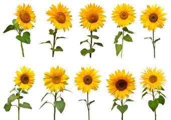 Sunflowers collection isolated on white background. Sun symbol. Flowers yellow, agriculture. Seeds and oil. Flat lay, top view