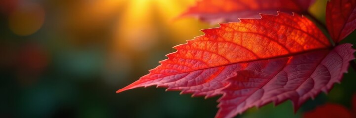 Intricate leaf pattern, deep reds & yellows, blurred focus, bokeh, orange, autumn