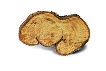 cross section of tree trunk isolated on white background. This has clipping path.