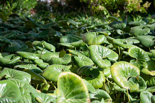 Very large leaved flowering ornamental plant Farfugium japonicum, also known as leopard plant, green leopard plant or tractor seat plant in botanical garden in the Blanes, Costa Brava, Spain.