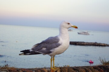 seagull in the seaport