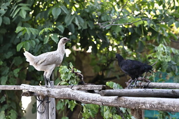 chickens and roosters in their natural habitat