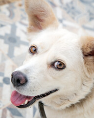 Close-up portrait of a happy white dog with light brown eyes, looking at the camera with its tongue out. The dog is sitting on a patterned tile floor, showing an adorable and friendly expression.