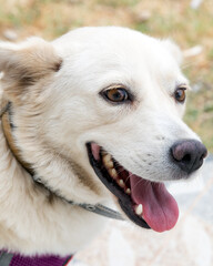 wearing a collar and looks cheerful outdoors.