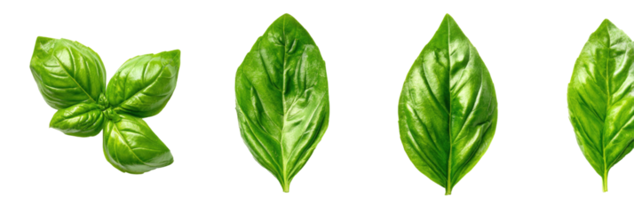 Four vibrant green basil leaves with a gold outline, arranged horizontally