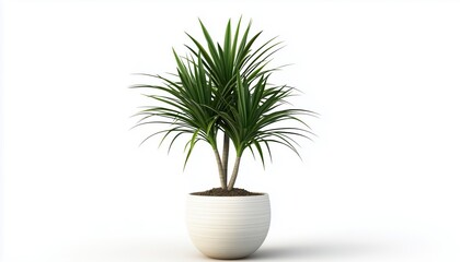 Obraz premium Potted Plant: Stunning Dracena Marginata Houseplant Showcased Beautifully Against A Clean White Background. A Gorgeous Addition To Any Indoor Space.