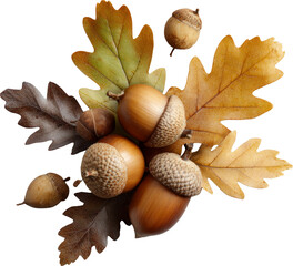 Warm autumn cluster of brown acorn and colorful oak leaf isolated