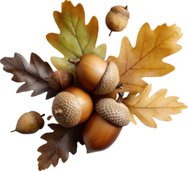 Warm autumn cluster of brown acorn and colorful oak leaf isolated