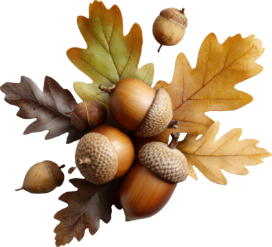 Warm autumn cluster of brown acorn and colorful oak leaf isolated