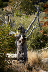 Dead tree trunk surrounded by green vegetation in Sicily