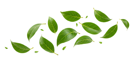 Flying green leaves, isolated on transparent cutout background, cut out, png