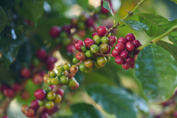 Coffee beans borne on trees in farms and gardens, raw coffee beans in the growing season and drops of water in the morning.