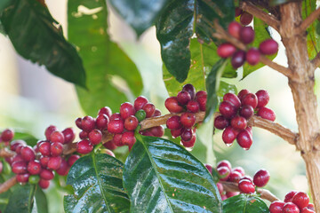 Coffee beans borne on trees in farms and gardens, raw coffee beans in the growing season and drops...