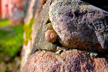 Snail on a stone wall