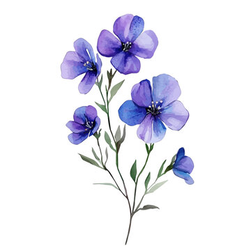 watercolor of Hesperis Flower, vector, isolated on a white background.