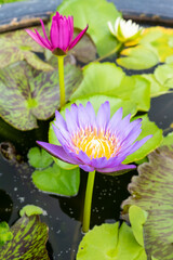 The purple lotus flower is in a pond with a green leaf background. It has yellow pollen in the...