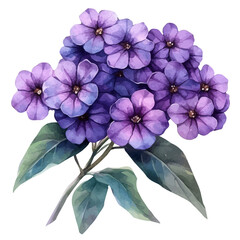 Fototapeta premium Heliotrope Flower, watercolor painting vector, isolated on a white background.