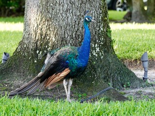 Obraz premium peacock on the grass