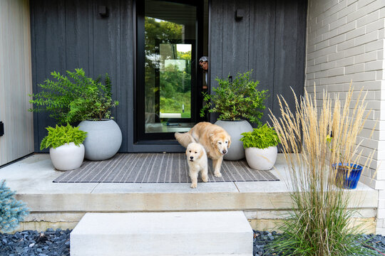 Golden Retriever Puppy and Older Dog on Front Porch Steps