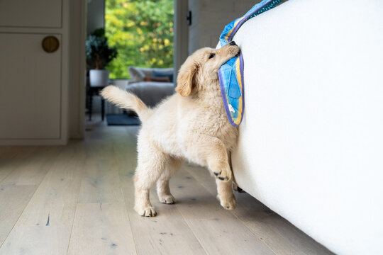 Golden Retriever Puppy Playing Tug of War Indoors