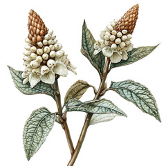 Gunnera Flower, watercolor vector, isolated on a white background.