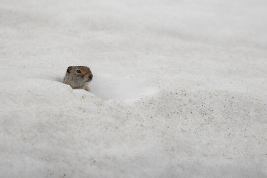 Uinta ground squirrel on snow in Grand Teton National Park 