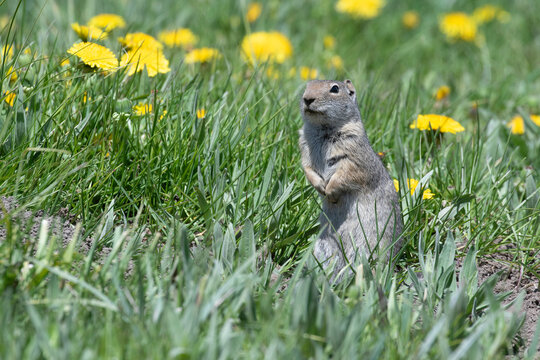 Uinta ground squirrel on grass in Grand Teton National Park 